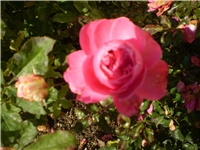 4ef48902-Picture 861.jpg